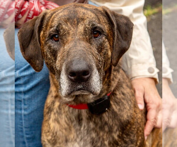 Medium Photo #14 Mutt Puppy For Sale in Canton, CT, USA
