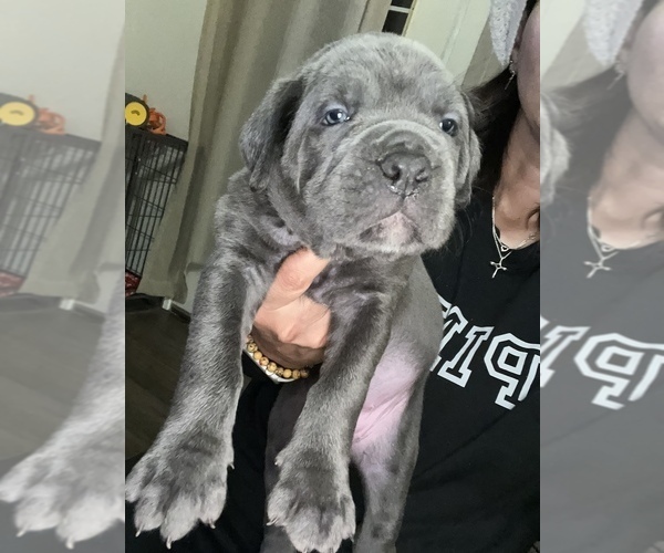 Full screen Photo #13 Cane Corso Puppy For Sale in HOLTVILLE, CA, USA