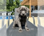 Small #1 Labrador Retriever