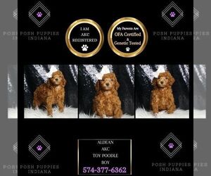 Poodle (Toy) Puppy for sale in WARSAW, IN, USA