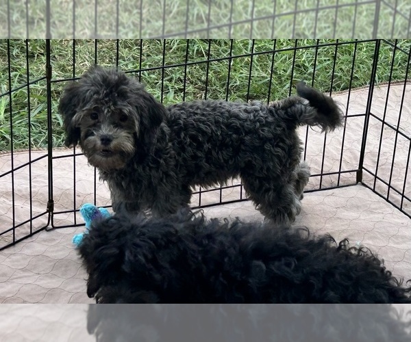 Medium Photo #2 ShihPoo Puppy For Sale in GLOUCESTER, VA, USA