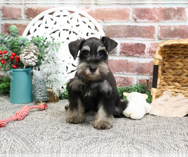 Medium Photo #9 Schnauzer (Miniature) Puppy For Sale in SYRACUSE, IN, USA