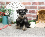 Small #8 Schnauzer (Miniature)