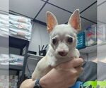 Small #4 Chihuahua