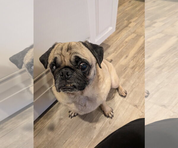 Medium Photo #5 Pug Puppy For Sale in Indianapolis, IN, USA