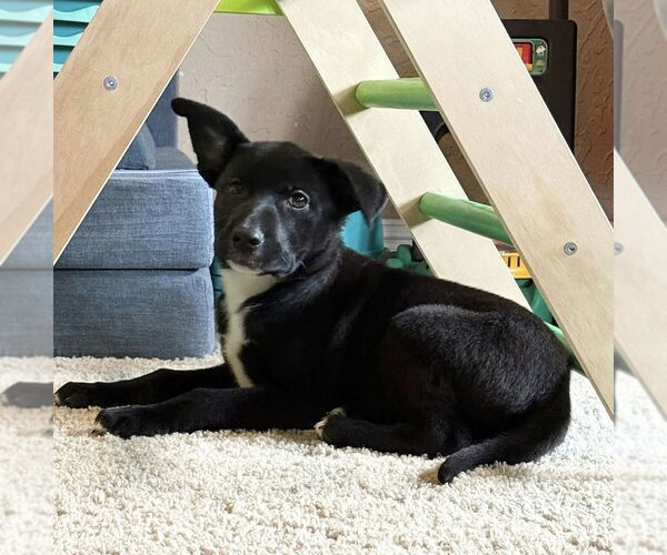 Medium Photo #12 Labrador Retriever-Unknown Mix Puppy For Sale in OKLAHOMA CITY, OK, USA