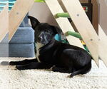 Small #11 Labrador Retriever Mix