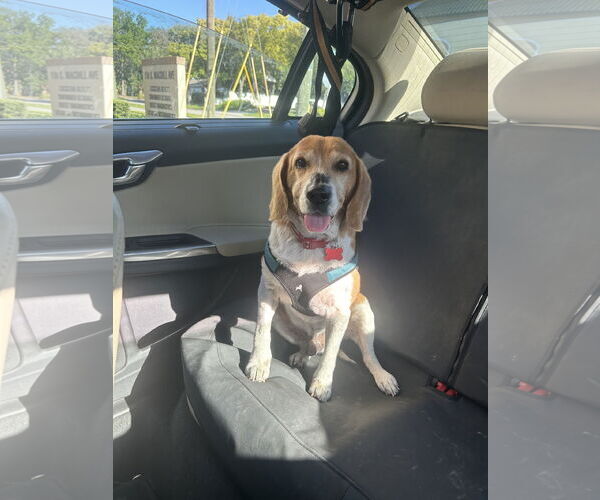 Medium Photo #16 Beagle Puppy For Sale in Tampa, FL, USA