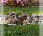 Max - Male French Bulldog Puppy for Sale - Photo #2