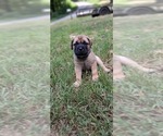 Small #12 Bullmastiff