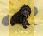 Small Photo #7 Cockapoo Puppy For Sale in CLARE, IL, USA