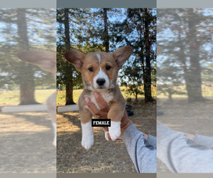Pembroke Welsh Corgi Puppy for sale in OAKDALE, CA, USA