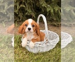 Small #1 Cavalier King Charles Spaniel-Miniature Bernedoodle Mix