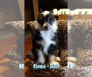Chinese Crested Puppy for sale in MOODY, TX, USA