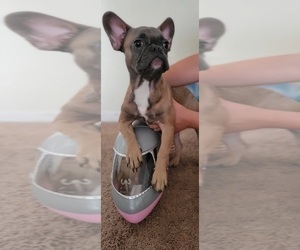 French Bulldog Puppy for sale in HIALEAH, FL, USA