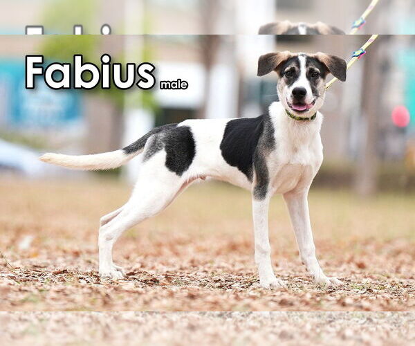Medium Photo #1 Mutt Puppy For Sale in Seattle, WA, USA
