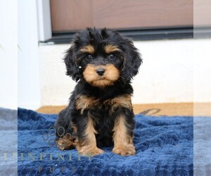 Cavalier King Charles Spaniel-Goldendoodle Mix Puppy for sale in NARVON, PA, USA