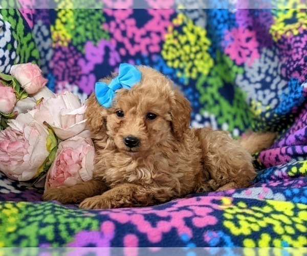 Medium Photo #4 Goldendoodle (Miniature) Puppy For Sale in RISING SUN, MD, USA