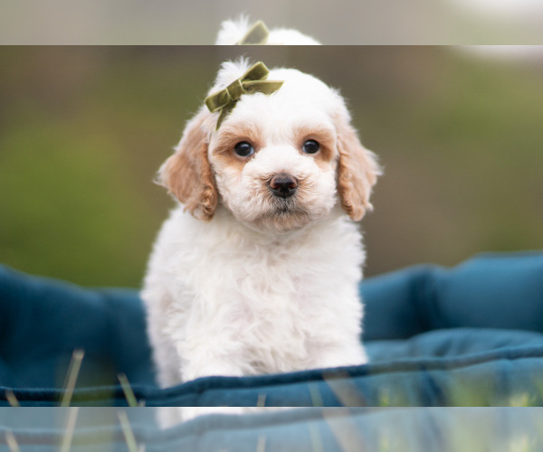 Medium Photo #1 Maltipoo (Miniature) Puppy For Sale in WARSAW, IN, USA