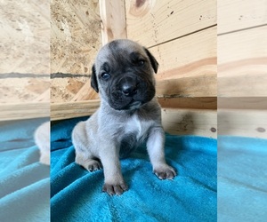 Boerboel Puppy for sale in SEDGEWICKVILLE, MO, USA
