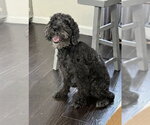 Small #1 Poodle (Miniature) Mix
