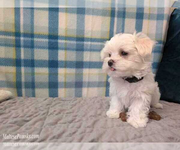 Medium Photo #3 Maltese Puppy For Sale in OCALA, FL, USA
