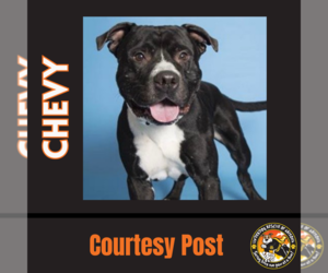 American Pit Bull Terrier-American Staffordshire Terrier Mix Dogs for adoption in Chandler, AZ, USA