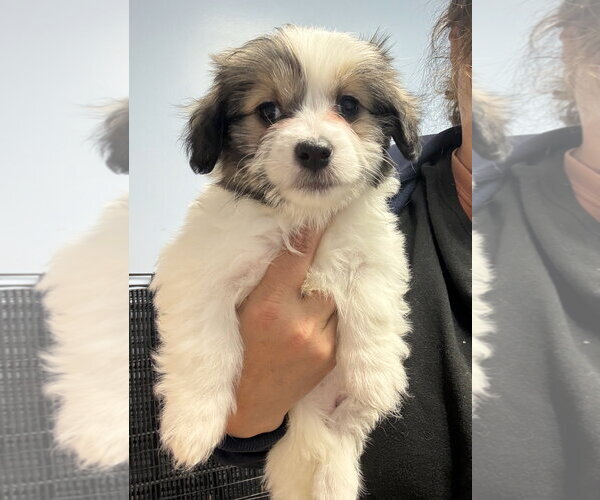 Medium Photo #2 Mutt Puppy For Sale in Gilberts, IL, USA