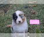 Puppy Tundra Australian Shepherd