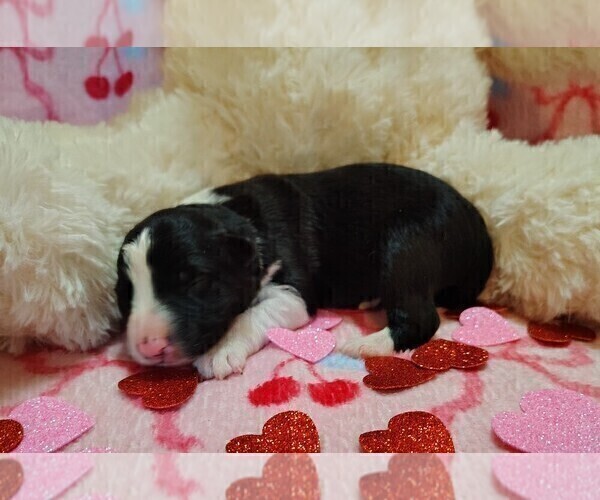 Medium Photo #15 Border Collie Puppy For Sale in NORBORNE, MO, USA
