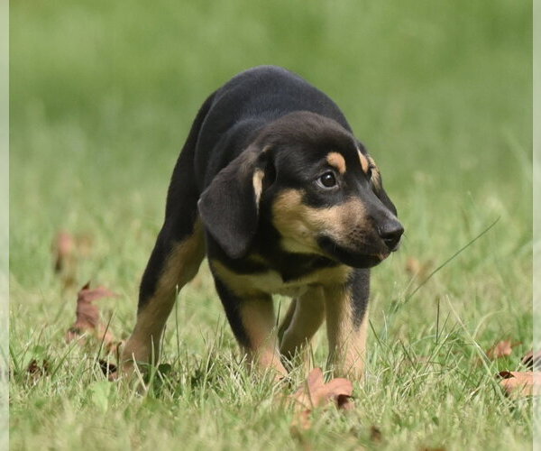 Medium Photo #11 Australian Shepherd-Unknown Mix Puppy For Sale in Mechanicsburg, PA, USA