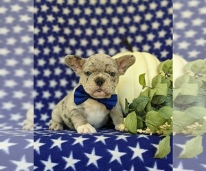 French Bulldog Puppy for sale in QUARRYVILLE, PA, USA