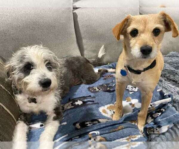 Medium Photo #4 Poodle (Miniature)-Unknown Mix Puppy For Sale in Kennesaw, GA, USA