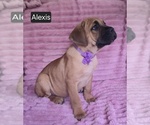 Small #9 Cane Corso