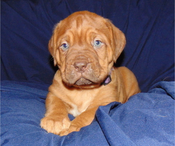 Medium Photo #1 Dogue de Bordeaux Puppy For Sale in BUFFALO, MO, USA