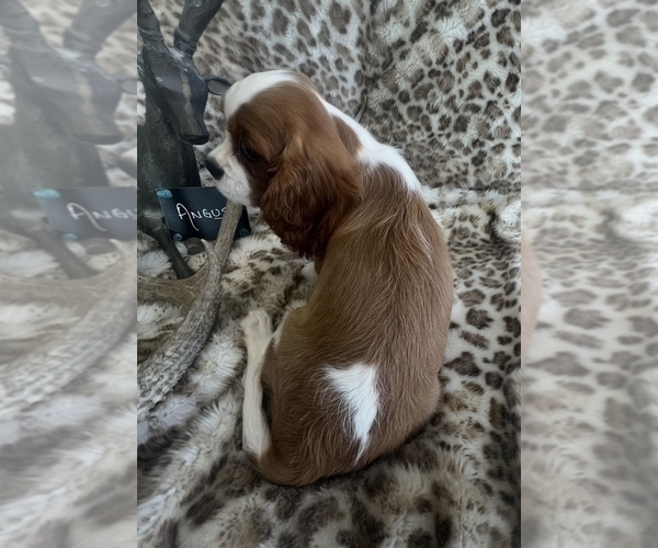 Medium Photo #8 Cavalier King Charles Spaniel Puppy For Sale in ABILENE, TX, USA