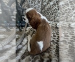 Small #7 Cavalier King Charles Spaniel
