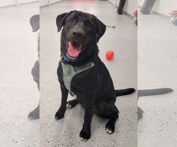 Medium Photo #10 Borador Puppy For Sale in Wakefield, RI, USA