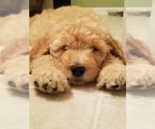 Medium Photo #8 Goldendoodle Puppy For Sale in CONCORD, NC, USA