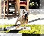 Small #2 Bulldog Mix
