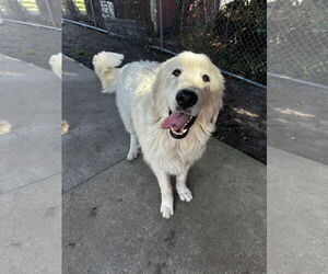 Great Pyrenees-Unknown Mix Dogs for adoption in North Myrtle Beach, SC, USA