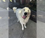 Small Great Pyrenees Mix