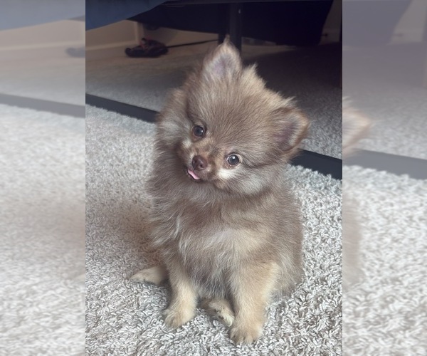 Medium Photo #8 Pomeranian Puppy For Sale in OAKWOOD, GA, USA
