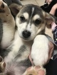 Small Photo #6 German Shepherd Dog-Siberian Husky Mix Puppy For Sale in YUCCA VALLEY, CA, USA