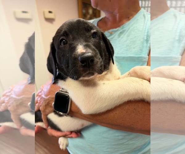 Medium Photo #1 Anatolian Shepherd-Unknown Mix Puppy For Sale in Holly Springs, NC, USA