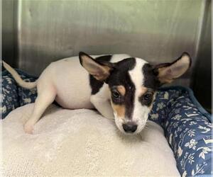 Rat Terrier-Unknown Mix Dogs for adoption in Rosenberg, TX, USA
