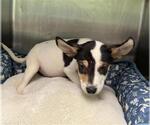 Small Rat Terrier Mix