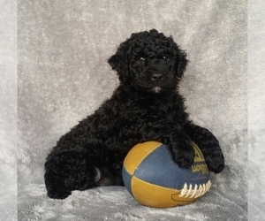 Miniature Labradoodle Puppy for sale in FREDERICKSBG, OH, USA
