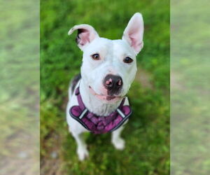 American Pit Bull Terrier-Unknown Mix Dogs for adoption in Clarkston, MI, USA