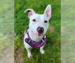 Small American Pit Bull Terrier Mix